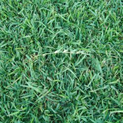 The Best Weed Killer for Centipede Grass