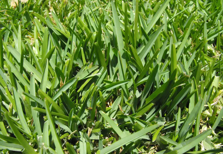 St Augustine Grass Frequently Asked Questions Lawn and Petal