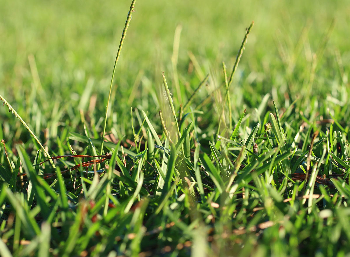 close-up shot of centipede grass showing seed head rising above the turf.