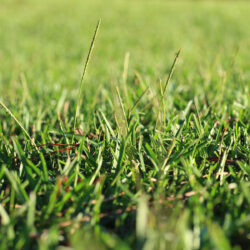 Centipede Grass Pros and Cons - When Its Good & When To Avoid It