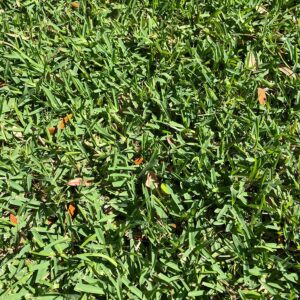 Centipede Grass - The Pros and Cons - The Ultimate Guide