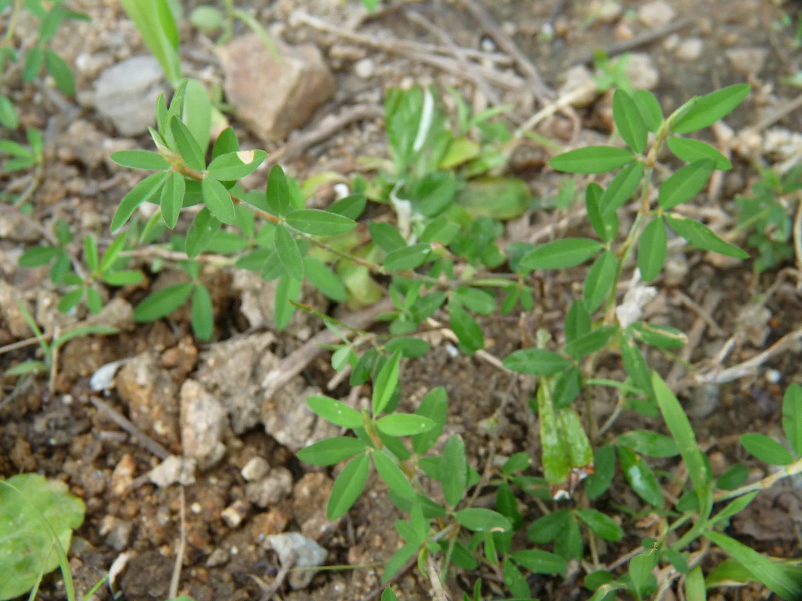 creeping weeds identification