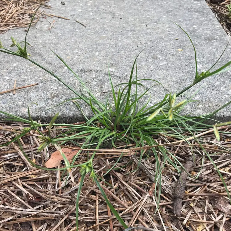 Common Summer Centipede Weeds With Pictures