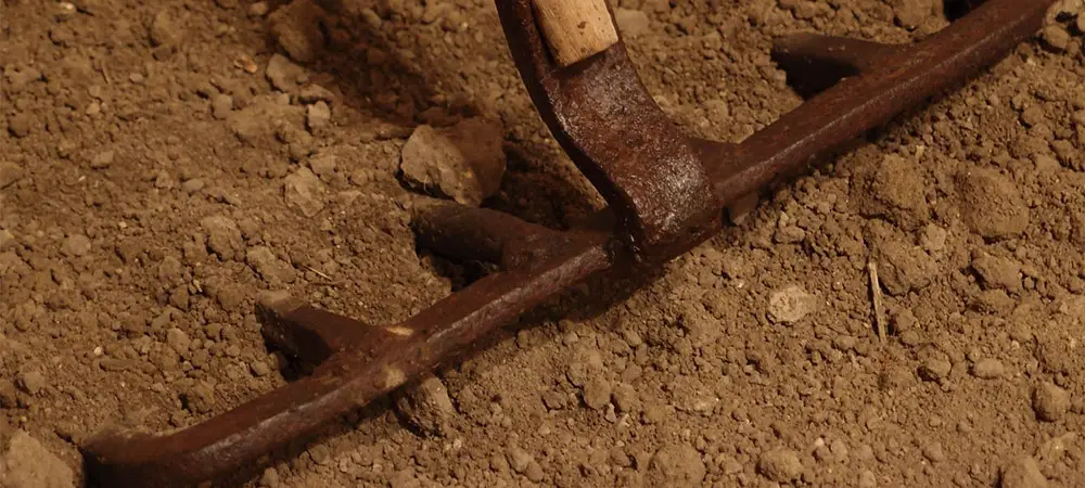 How To Plant St Augustine Grass Using Plugs Lawn And Petal