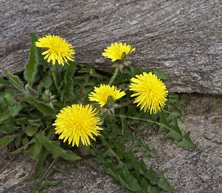 Dandelion Weed
