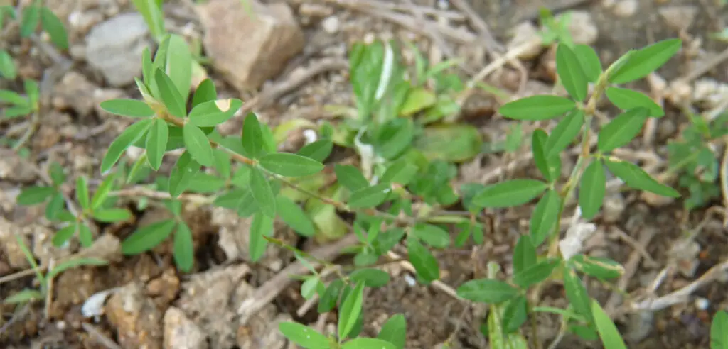 Common Lespedeza