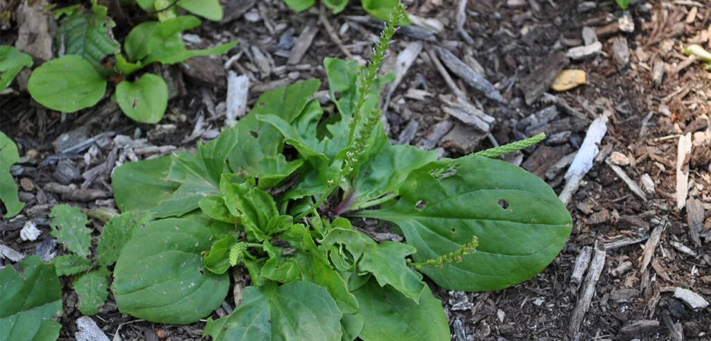 Broadleaf Plaintain