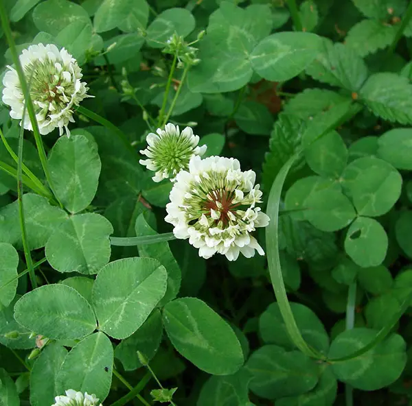 Clover weeds in grass