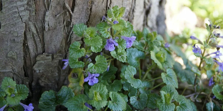 Example of ground ivy