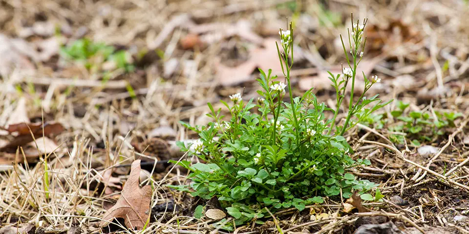 Hairy bittercress weed