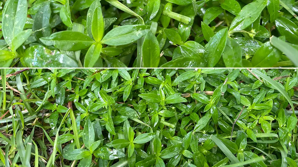 Ultimate Weed Identification Guide With Pictures and