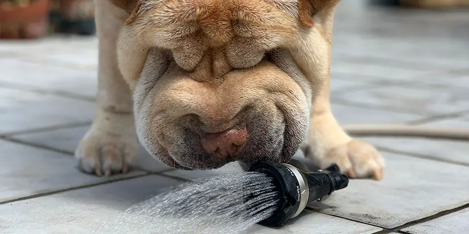 dog drinking from a water hose
