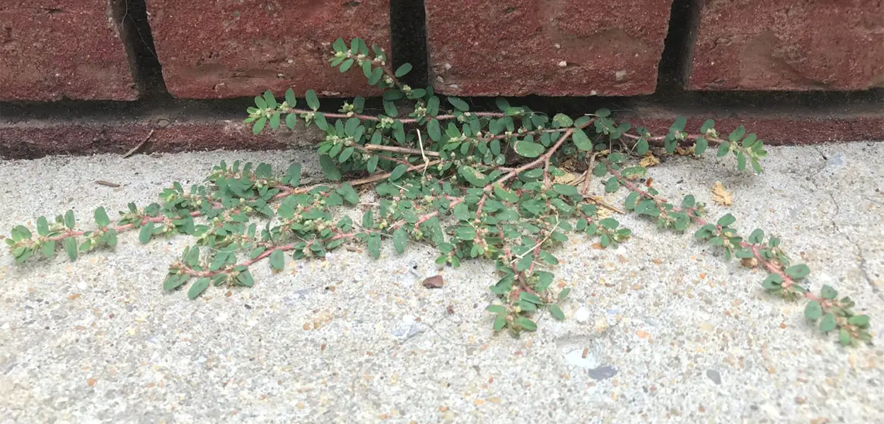 Ultimate Weed Identification Guide With Pictures and