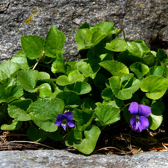 Wild Violets on Granite Step