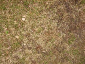 patchy lawn