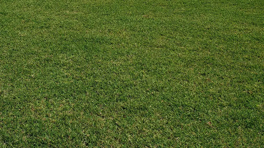 Bermuda Grass Pros and Cons Lawn and Petal