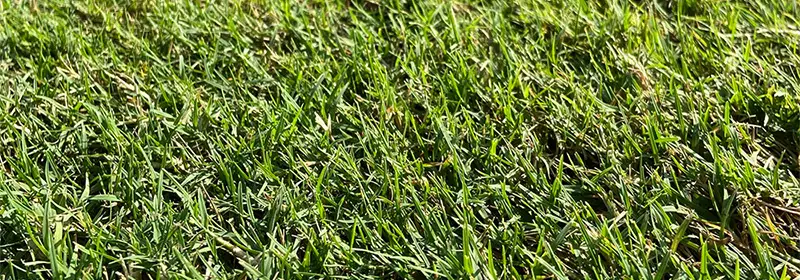 Bermuda Grass