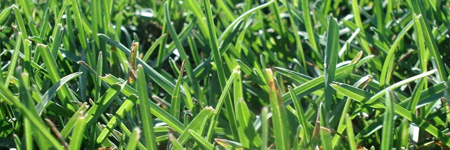 Centipede Vs Bermuda Grass Lawn And Petal