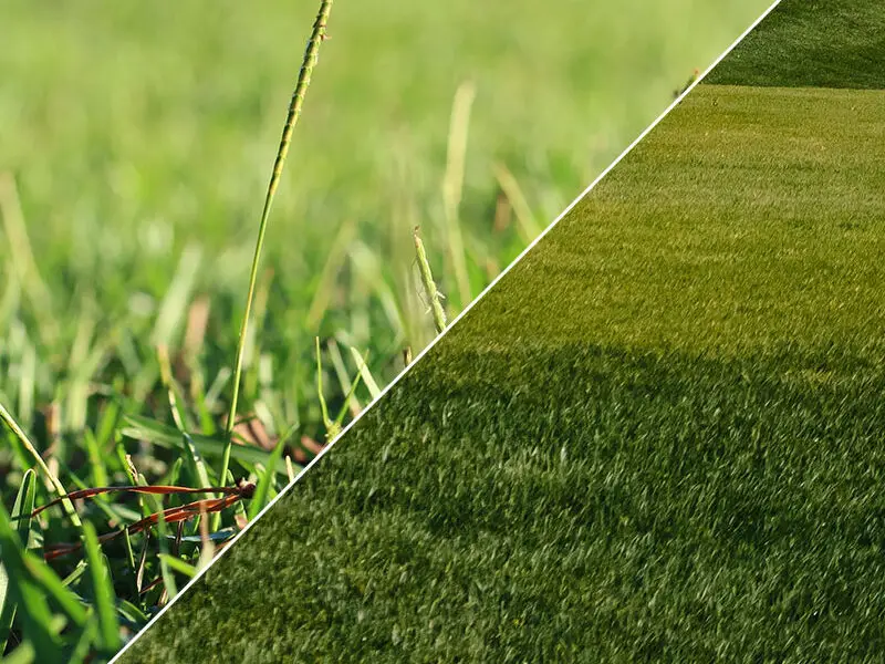 best fertilizer for bermuda grass in florida