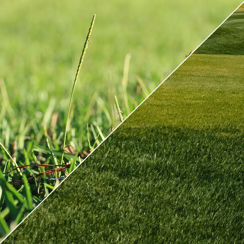 Whether you choose St Augustine or centipede grass depends upon the specifi...