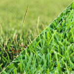 Centipede and St Augustine Grass