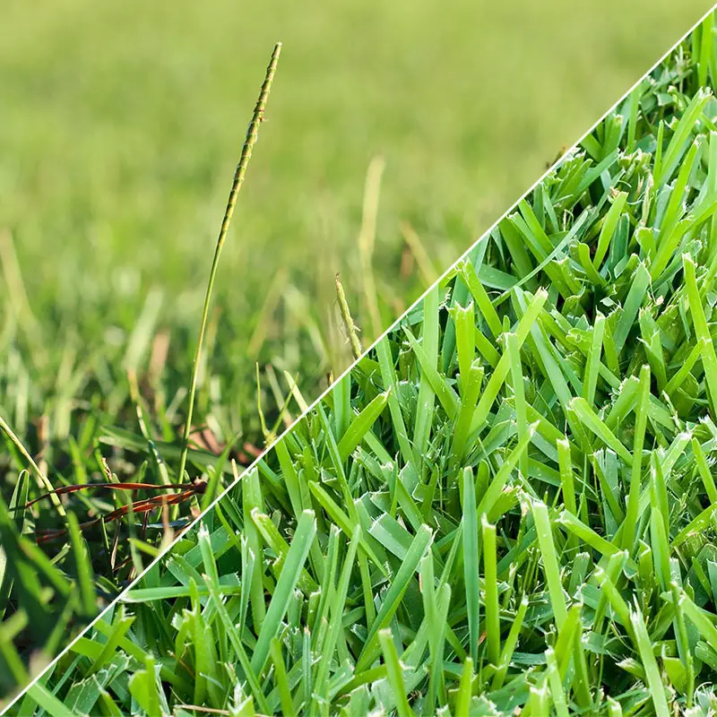 St Augustine Vs Centipede Grass Lawn And Petal
