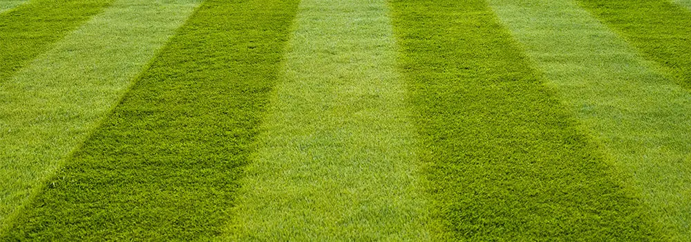 Manicured Bermuda Grass