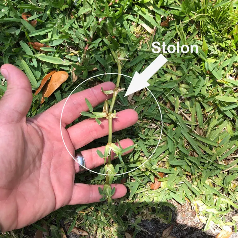 St. Augustine Grass How to grow St. Augustine in southern lawns