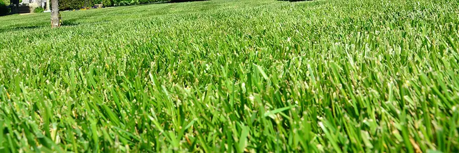 St Augustine Vs Centipede Grass Lawn And Petal