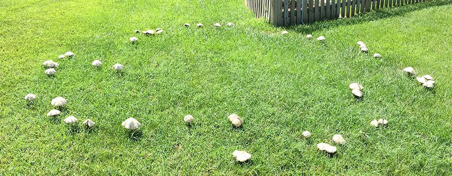 Fairy Rings with Mushrooms