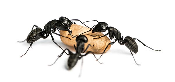 3 carpenter ants