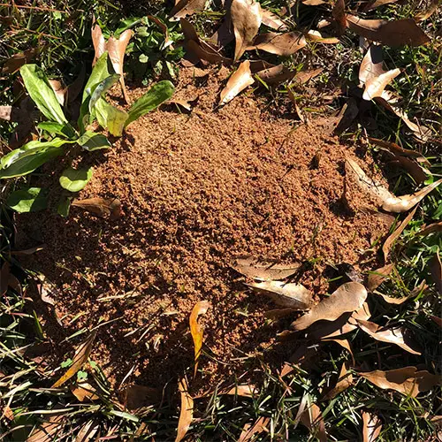 fire ant bed