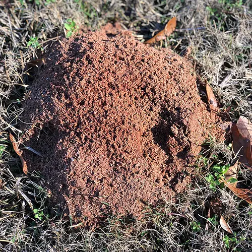 fire ant bed in lawn
