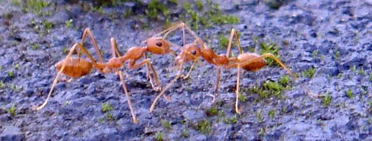 Two Fire Ants