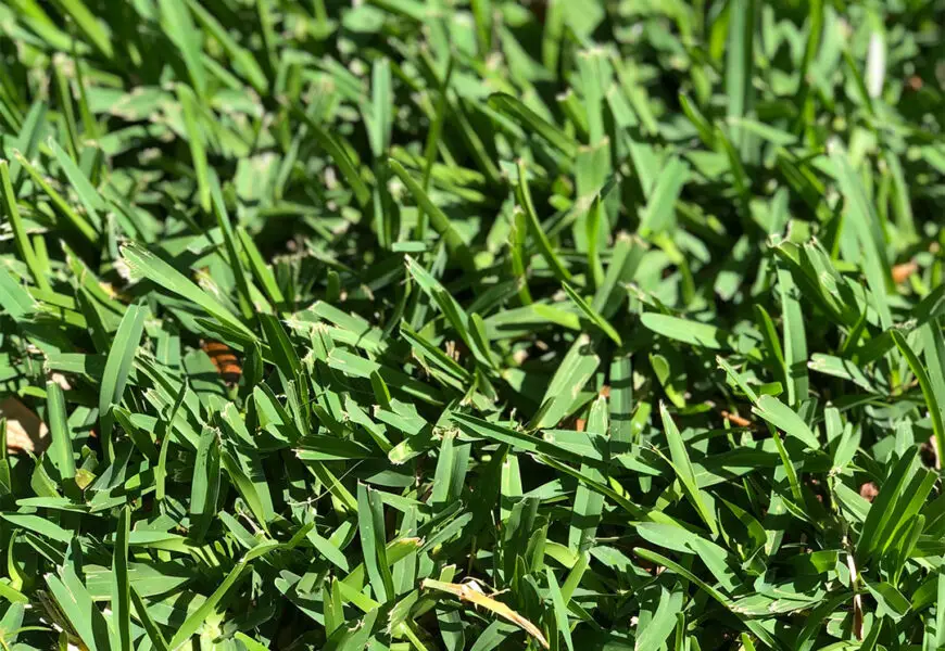 3 Best Fertilizers for St Augustine Grass Lawn and Petal