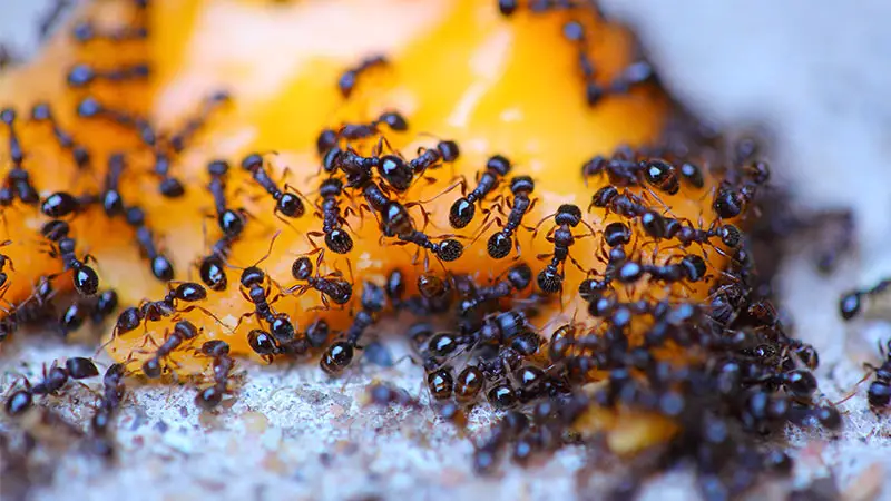 swarm of sugar ants eating