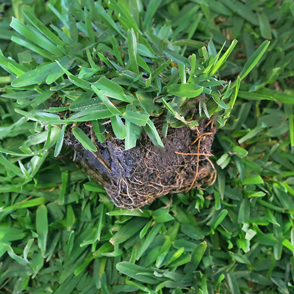 How To Plant St Augustine Grass Using Plugs Lawn And Petal