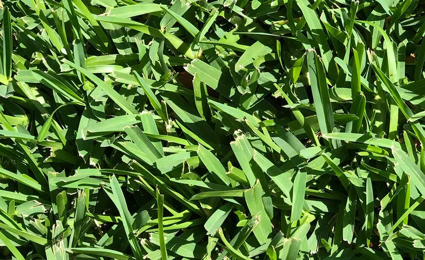 Lush St Augustine Grass