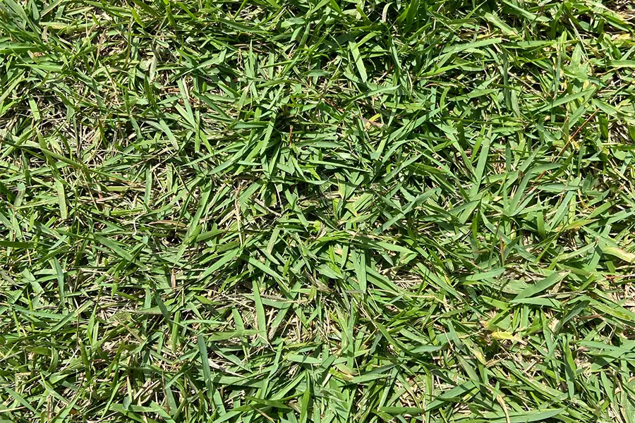 Bermuda grass growing on lawn