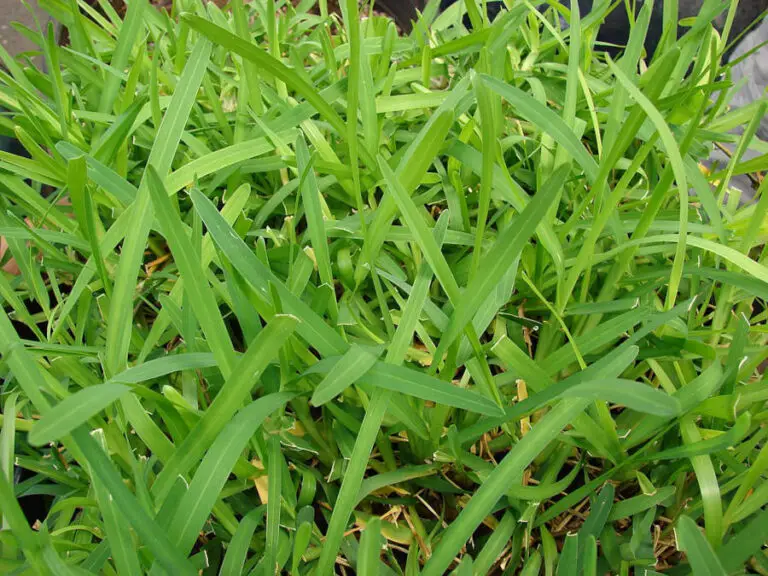 Best Weed Killer for St Augustine Grass - Lawn and Petal Does 2 4 D Kill St Augustine Grass