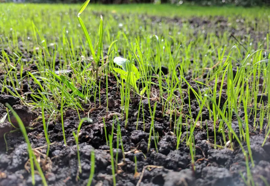 Bermuda Grass Seed What you should know Lawn and Petal