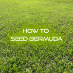 How to Seed Bermuda