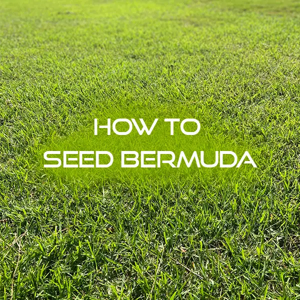 How to Seed a New Bermuda Lawn Lawn and Petal