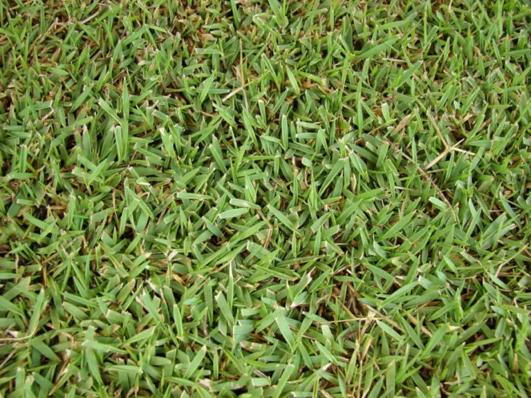 Zoysia Grass Seed What to Know Before You Sow a New Zoysia Lawn