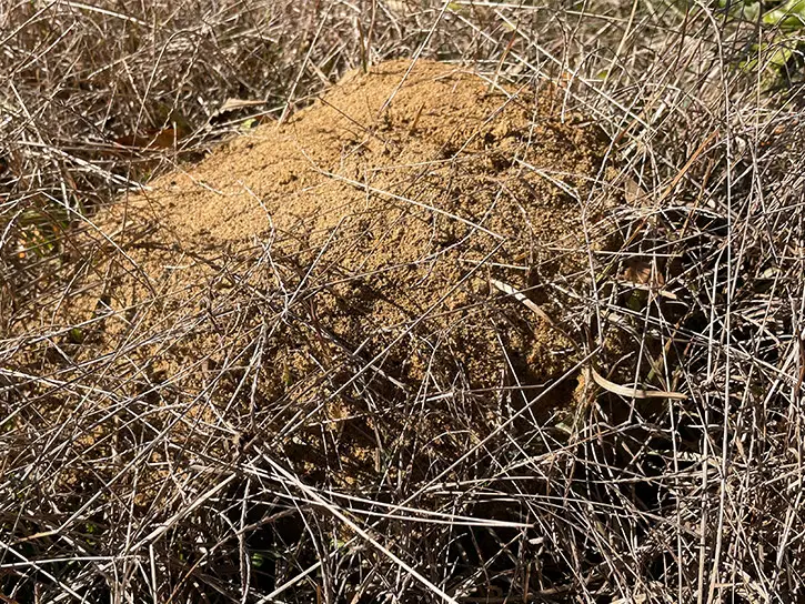 ant hill in field