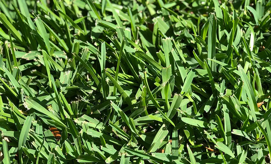 Best Weed Killer for Bermuda Grass Lawn and Petal