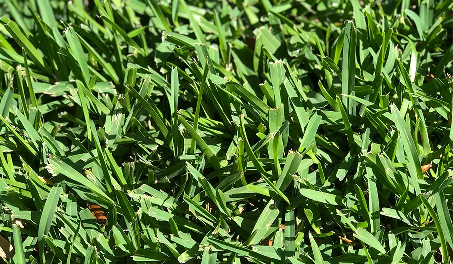 Best Weed Killer for Bermuda Grass Lawn and Petal