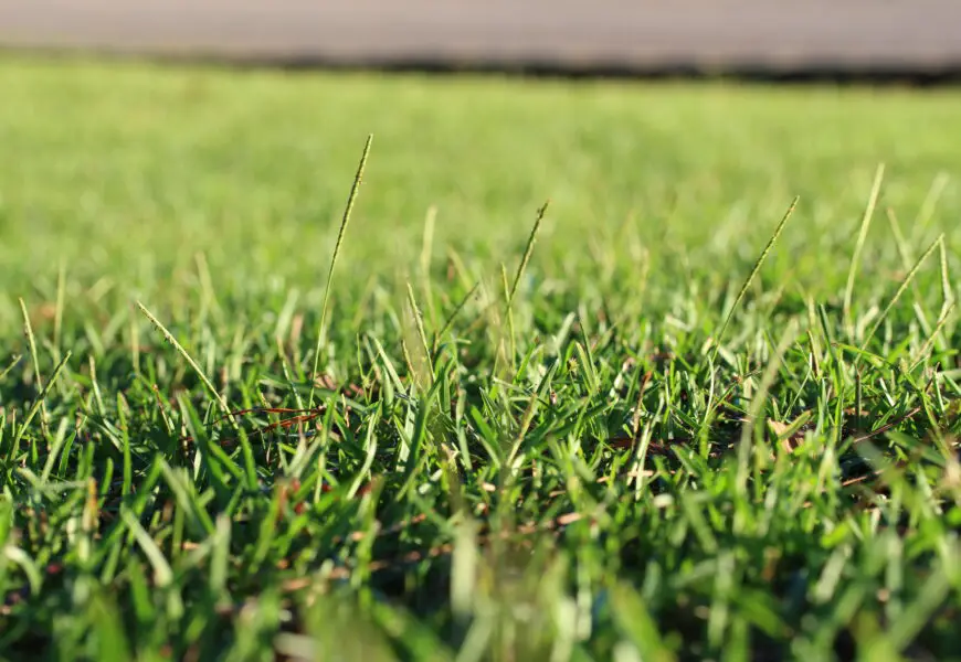 How to Overseed a Centipede Grass Lawn in 9 Easy Steps