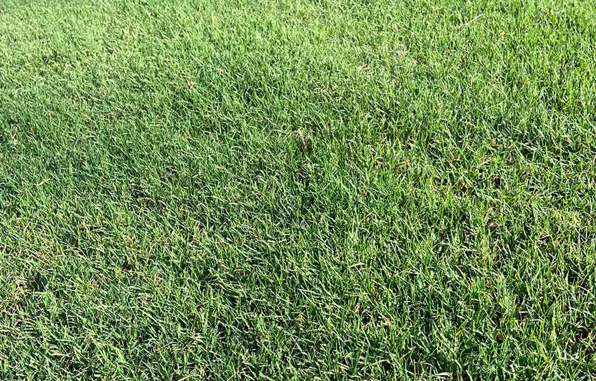 Bermuda Grass How to Overseed for a Beautiful Lawn Lawn and Petal