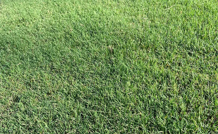 Bermuda Grass How to Overseed for a Beautiful Lawn Lawn and Petal